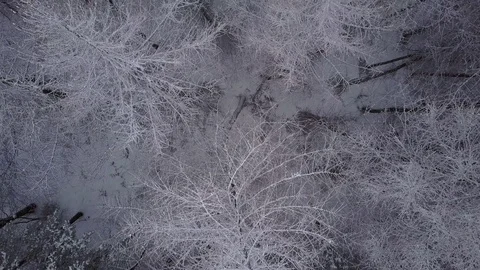 Close aerial view above trees in winter Stock Footage 72290390