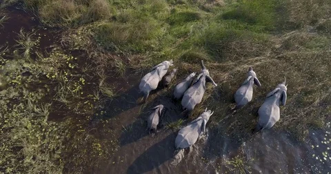 Close-up aerial view of a breeding herd of elephants walking in the marshy Stock Footage 85251123