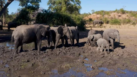 Close-up aerial view of a breeding herd of elephants with young calves standing Stock-Footage 112620678
