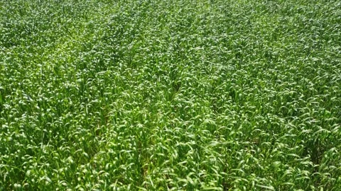 A close-up aerial view of a cornfield in full bloom, showcasing the vibrant Stock Footage 296775661