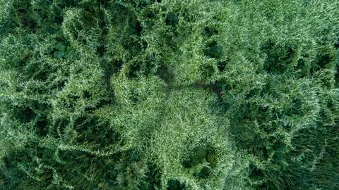 Close-up aerial view of dense forest canopy. Lush green leaves fill the frame Stock Photos