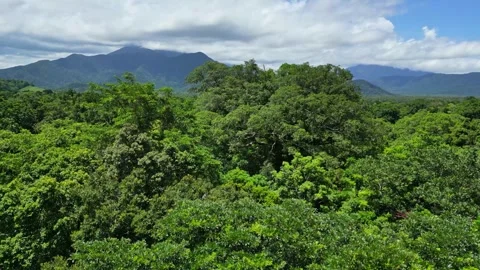 Close up aerial view of dense tropical rainforest canopy Stock Footage 307877645
