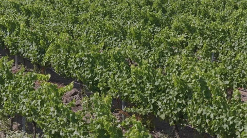 Close aerial view of healthy grapevines with visible grape clusters and Stock Footage 337995765