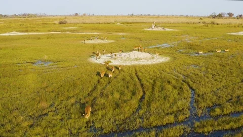 Close-up aerial view of a herd of Lechwe antelope in the swamps of the Okavango Stock Footage 118286207