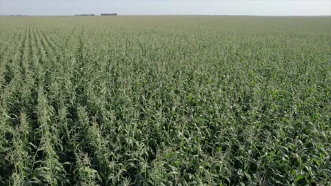 Close-up aerial view. a large field of succulent corn shooting from a quadcopter Stock Footage 160397418