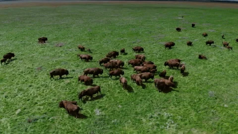 Close aerial view of a large herd of buffalo grazing on a lush green prairie Stock Footage 297009166
