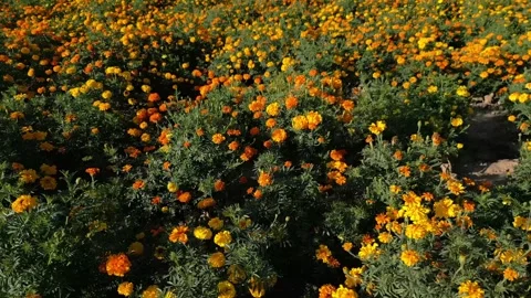 Close aerial view of a marigold field with orange and yellow petals Stock Footage 341999682