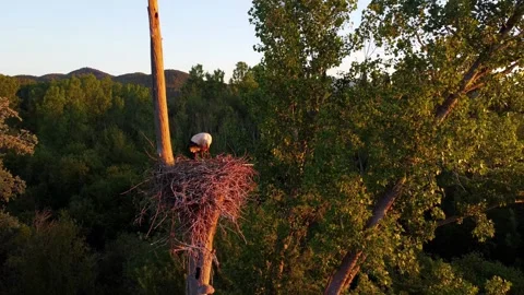 Close up aerial view of the nest of white stork bird with nestlings at sunr.. Stock Footage 280994657