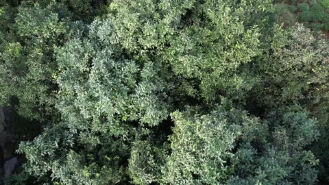 Close Aerial View of Overlapping Dark Green Garden Treetops Stock Footage 348666530