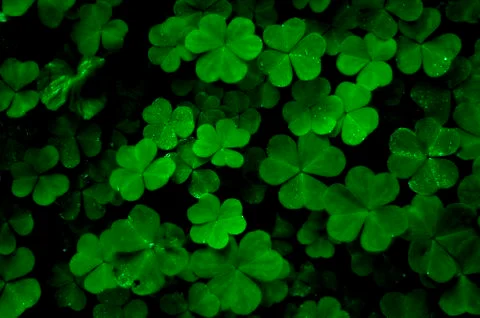 Close up aerial view of a patch of green clovers with  wet water dew drops. Stock Photos