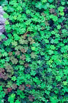 Close up aerial view of a patch of green clovers Stock Photos