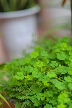 Close up aerial view of a patch of green clovers Stock Photos
