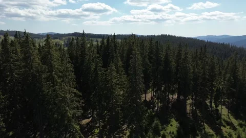 Close Aerial View of Pine Forest Canopy - Apuseni Mountains, Romania Stock Footage 345512586