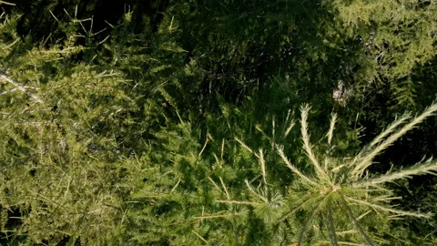 Close-up aerial view on pine trees Vidéo 250008703