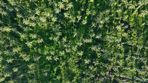 Close-up aerial view shows dense green plants and small white blossoms Stock Footage 340862086