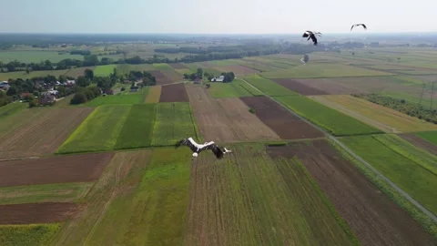 Close-up aerial view of storks gliding over a patchwork of green and brown 스톡 동영상 292659561