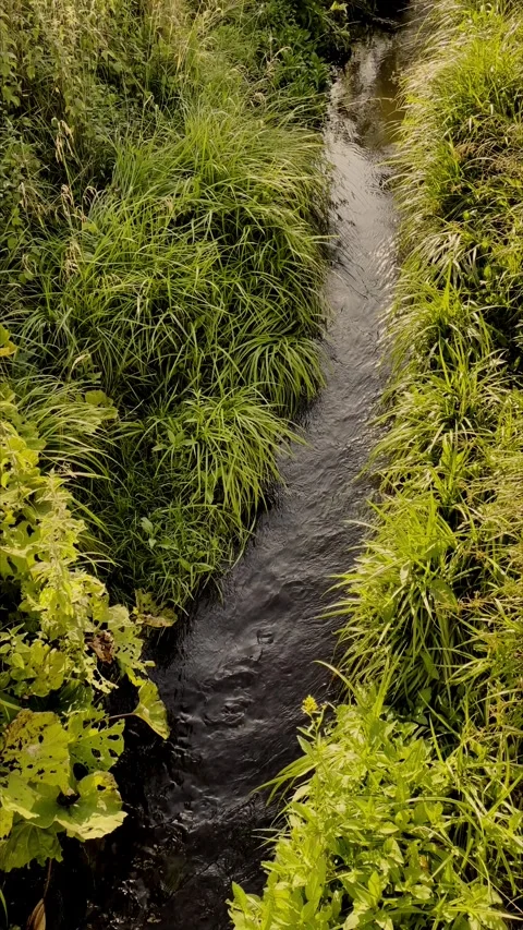 Close Up Aerial View of Stream Between Tall Grass Stock Footage 340915114