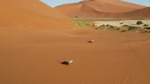 Close-up aerial view of two Gemsbok Oryx walking on the red sand dunes    Stock Footage 155708727