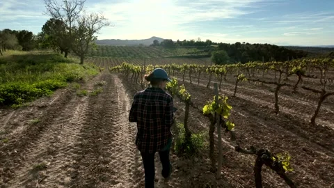 Close aerial view. A young farmer woman explores vineyards and grape Stock Footage 274501334