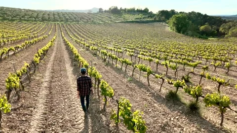 Close aerial view. A young farmer woman explores vineyards and grape Stock Footage 274501351