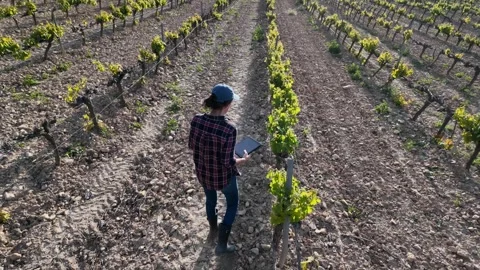 Close aerial view. A young farmer woman explores vineyards and grape Stock Footage 274501396