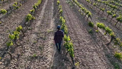 Close aerial view. A young farmer woman explores vineyards and grape Stock Footage 274501413