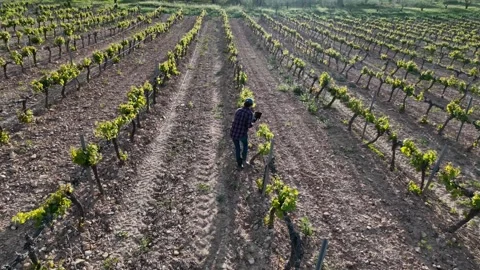 Close aerial view. A young farmer woman explores vineyards and grape Stock Footage 274501418