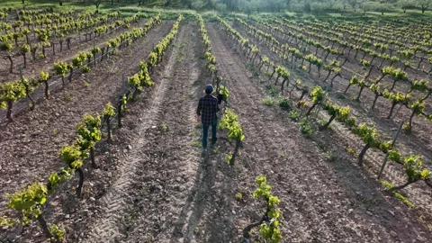 Close aerial view. A young farmer woman explores vineyards and grape Stock Footage 274501423