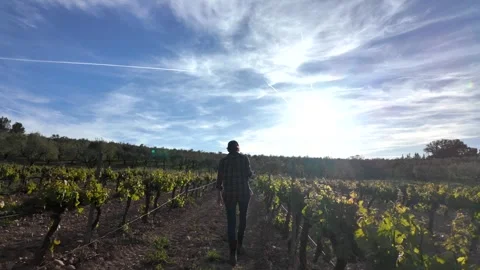 Close aerial view. A young farmer woman explores vineyards and grape Stock Footage 274501432