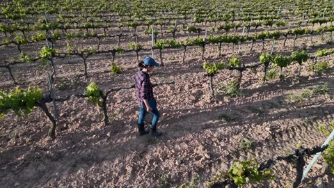 Close aerial view. A young farmer woman explores vineyards and grape Stock Footage 274501437