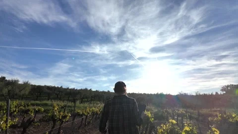 Close aerial view. A young farmer woman explores vineyards and grape Stock Footage 274501439