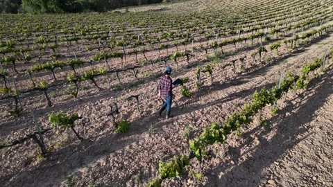Close aerial view. A young farmer woman explores vineyards and grape Stock Footage 274501451