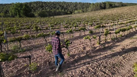 Close aerial view. A young farmer woman explores vineyards and grape Stock Footage 274501455