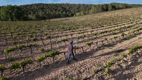 Close aerial view. A young farmer woman explores vineyards and grape Stock Footage 274501463