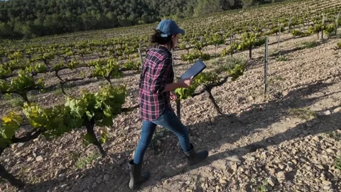 Close aerial view. A young farmer woman explores vineyards and grape Stock Footage 274501490