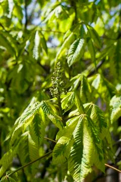 Close up on Aesculus Carbnea leaf Fotos Stock
