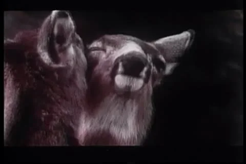 Close-up of affectionate deer couple Stock Footage 11354756