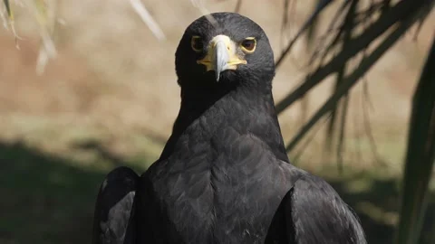A close-up of an African Black Eagle in a bird sanctuary. Stock Footage 202880997