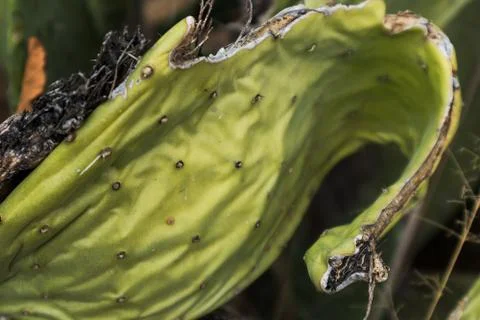 Close up of African cactus. Stock Photos