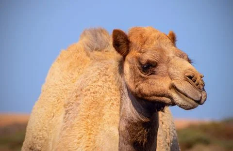 Close up of an african  camel on the blue  background Stock Photos