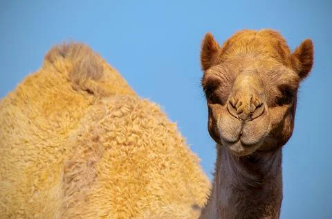 Close up of an african  camel on the blue  background Stock Photos