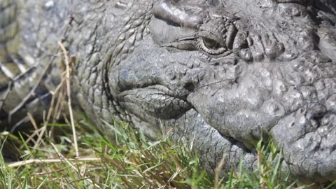 Close Up of African Crocodile Stock Footage 142486674
