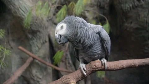 Close-up african cute gray parrot bird sings songs sitting on a perch branch. Stock Footage 163663978