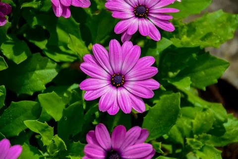 Close up of an African Daisy Foto stock