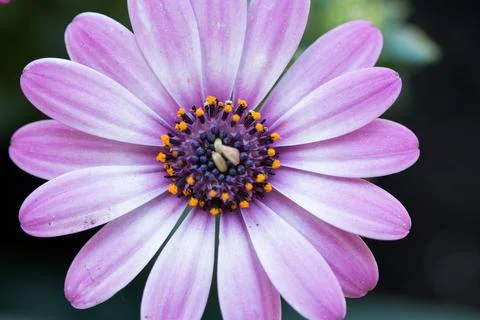 Close up of an African daisy Foto stock