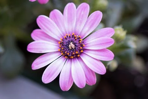 Close up of an African daisy Foto stock