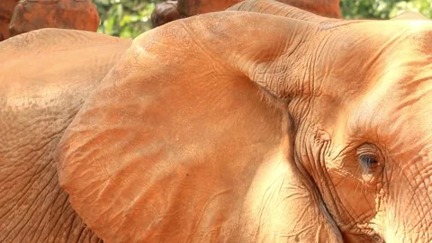 Close-up of African Elephant Ear and Eye Stock Footage 310818081