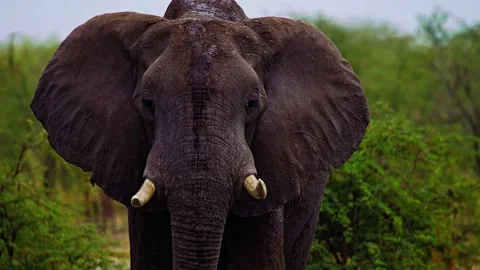Close-Up of African Elephant Eye and Skin Texture Stock Footage 272219776