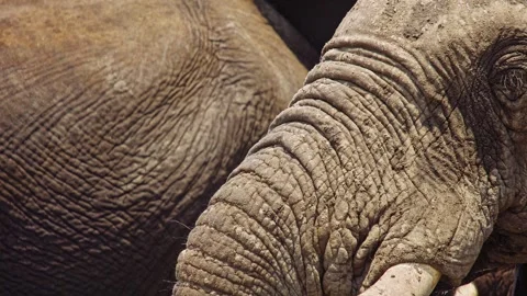 Close-Up of African Elephant Eye and Skin Texture Stock Footage 272383085