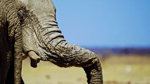 Close-Up of African Elephant Eye and Skin Texture Video stock 272752811